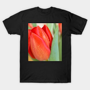 Blooming Tulip with Raindrops T-Shirt